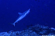 Carcharhinus amblyrhynchos requin gris de recif Maldives Miyaru kandu-29m-20240427-da-DSC_7301_tn
